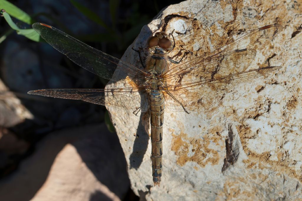 Libellulidae - Sympetrum striolatum ? - Sì